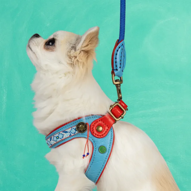 Dog with a Mission Dutchie Pettorina Cane Blu Misura 2