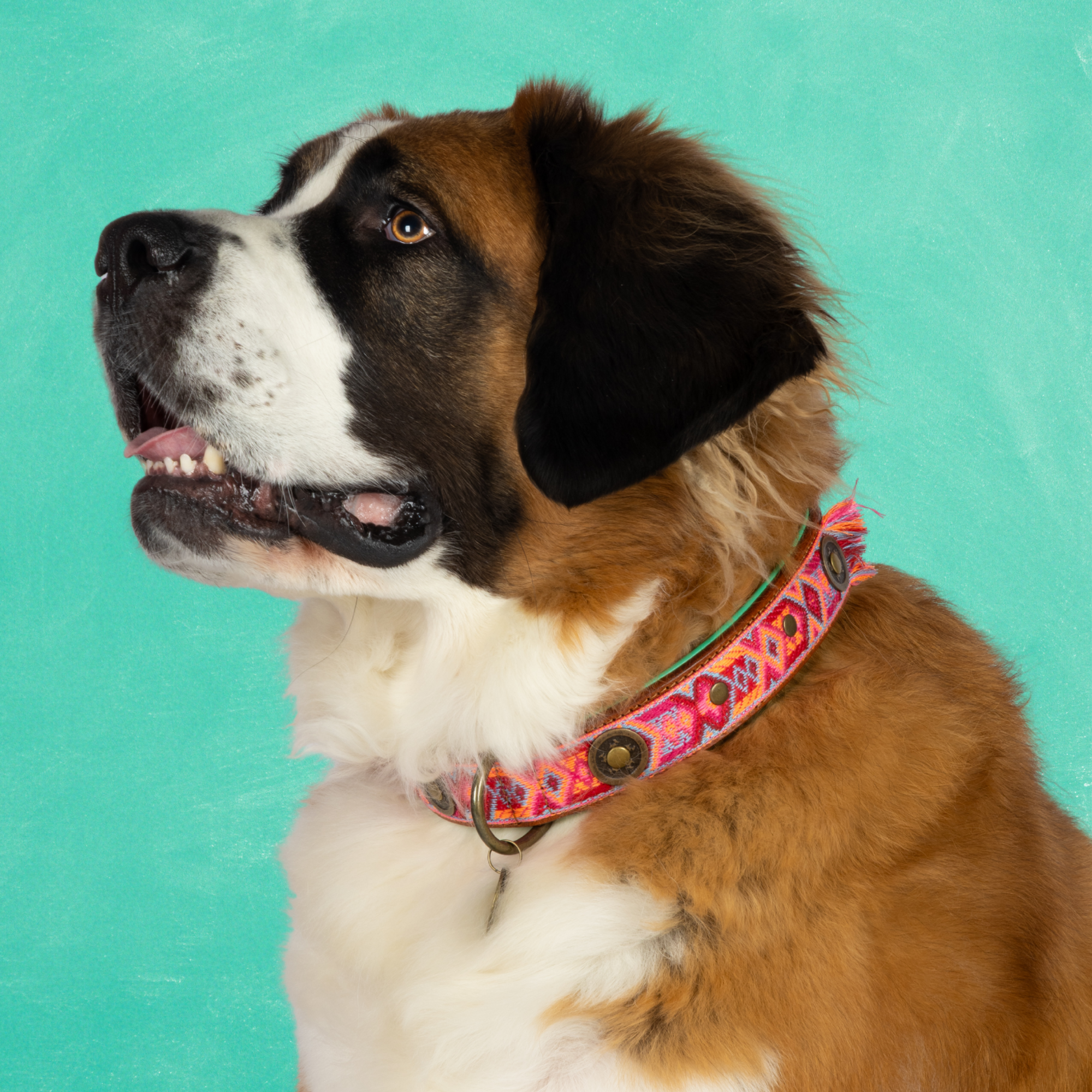 Dog with a Mission Boho Rosa Collare Cane XXL 58-65 cm