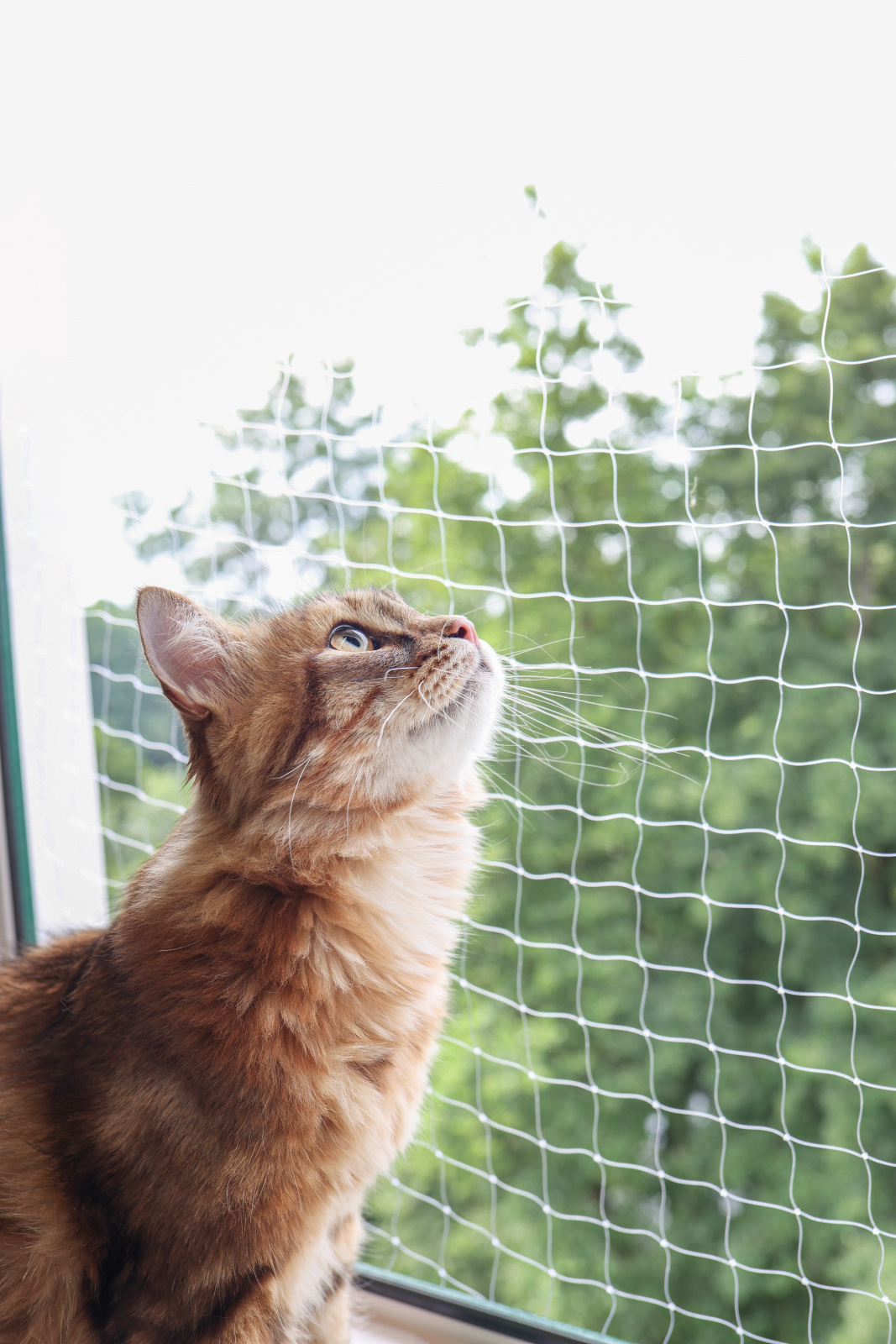 Kerbl Pet Cat Safety Net rete sicurezza gatti balcone con fissaggi