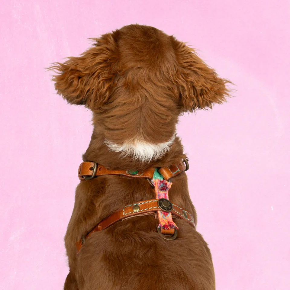 Dog with a Mission Boho Rosa pettorina cane pelle XXS