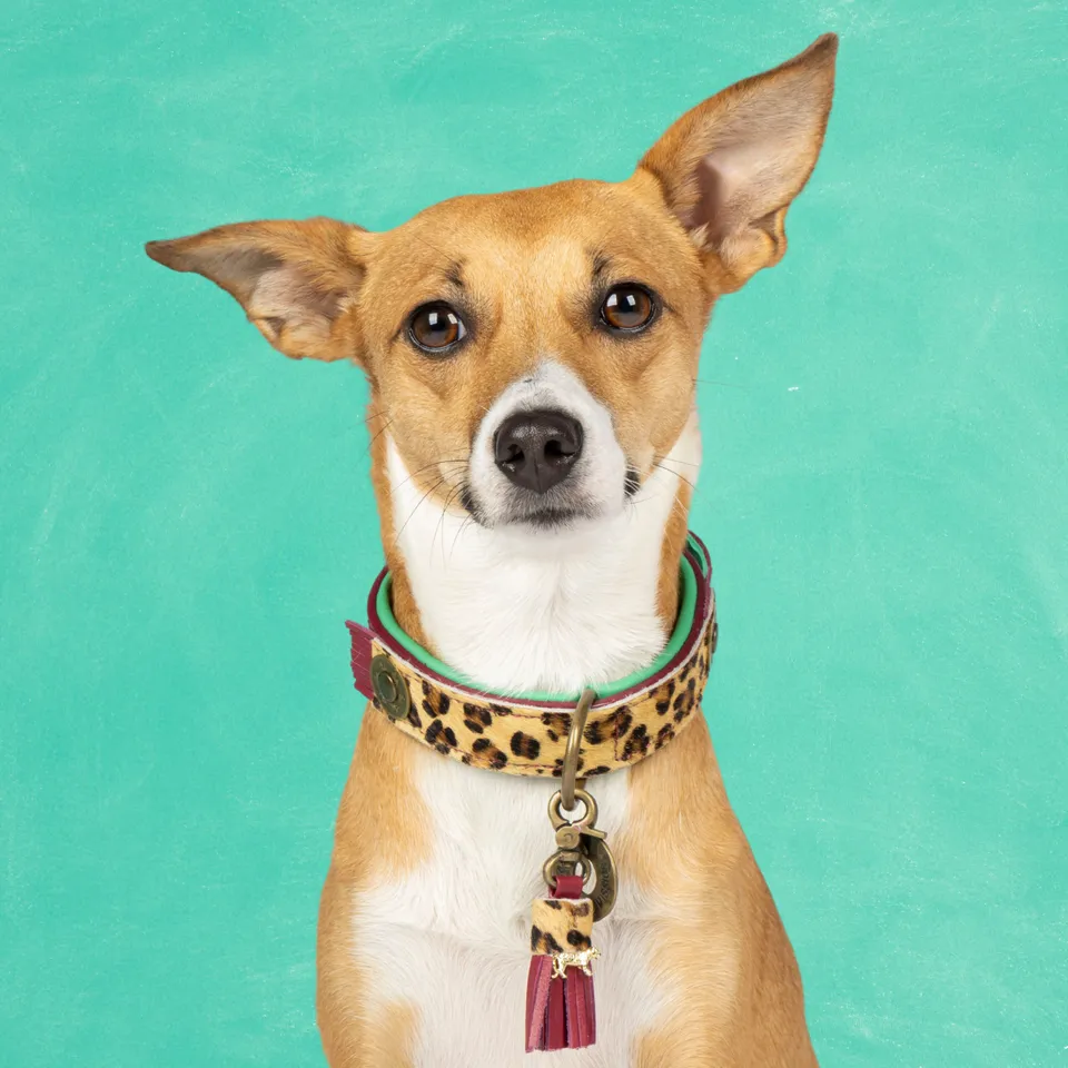 Dog with a Mission Lou Lou collare cane S 30-33 cm bordeaux