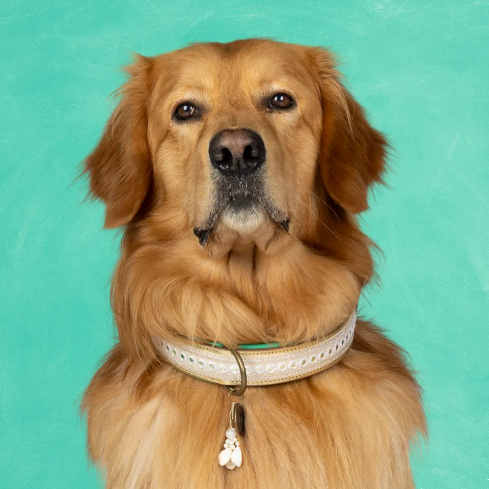 Dog with a Mission Love Story XL collare cane 48-57 cm oro