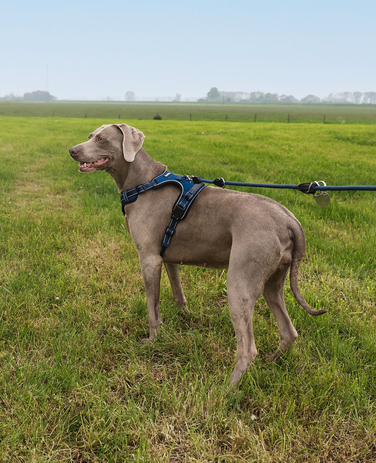 Lionto Hunde-Spaziergang pettorina cane M rossa imbottita