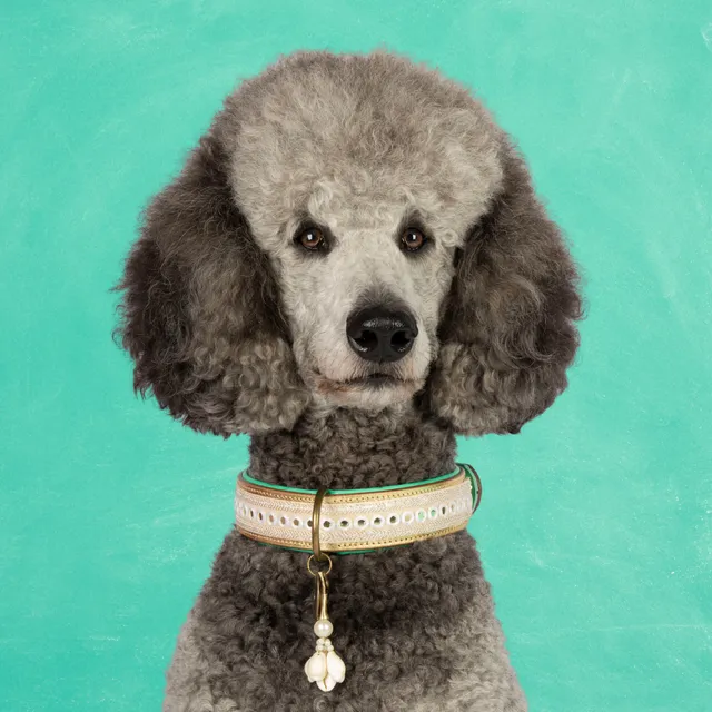 Dog with a Mission Love Story collare cane L oro pelle cerimonia