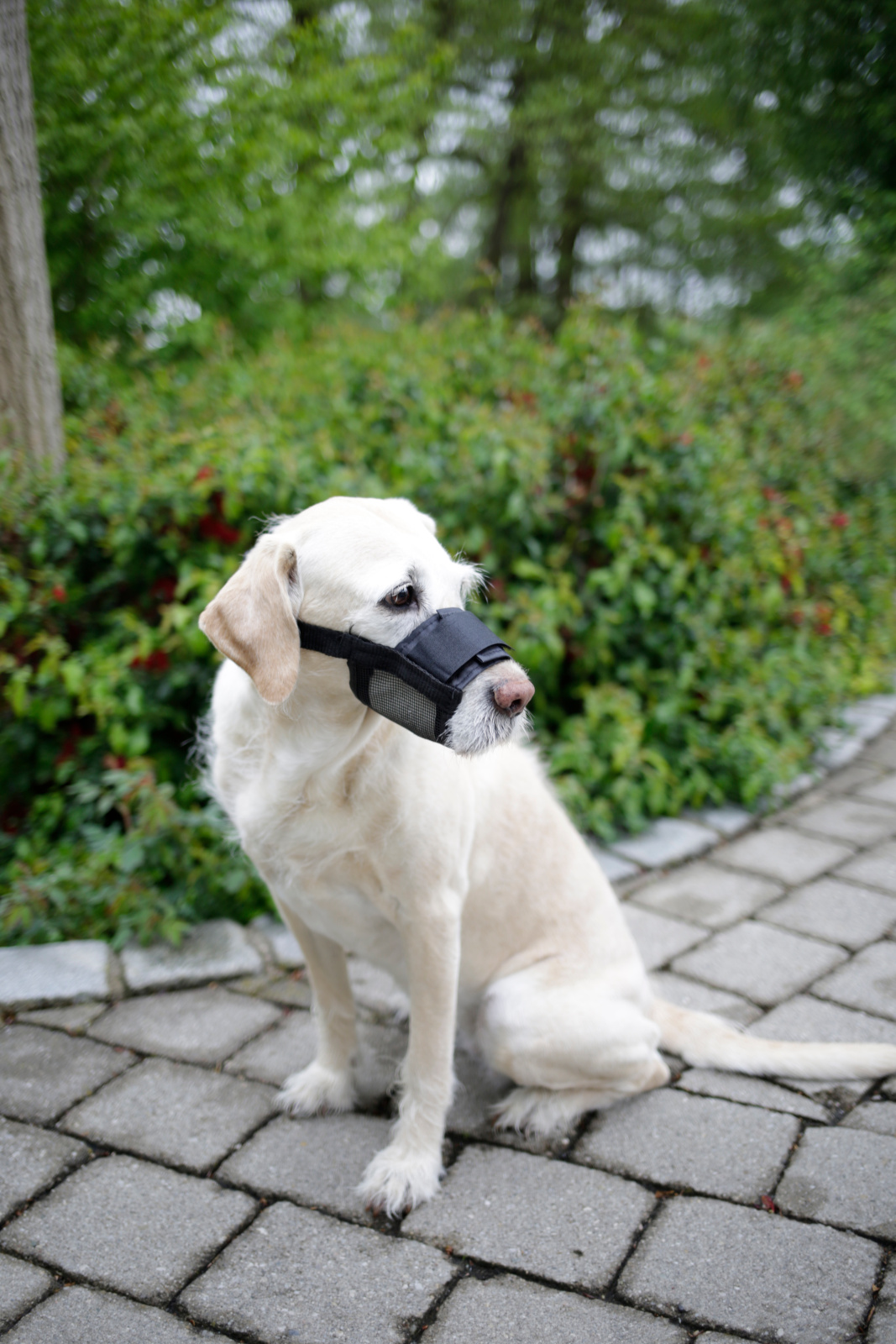 Kerbl Pet Muzzle Nylon museruola cane regolabile rete