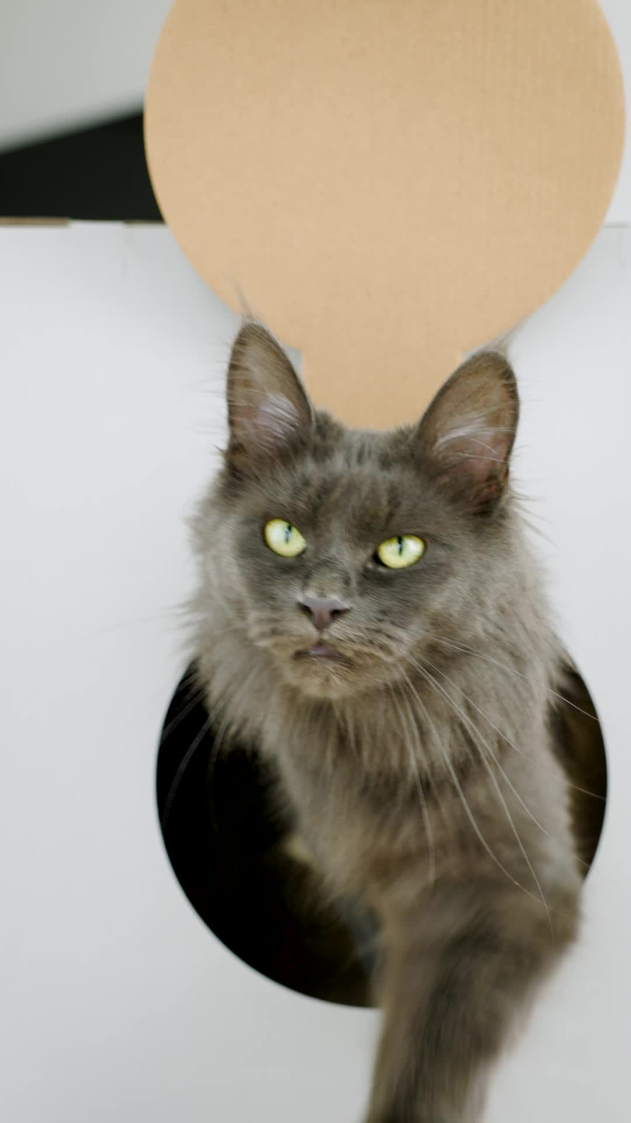 Kerbl Cat Scratch Elefant tiragraffi cartone casetta gatto leggera