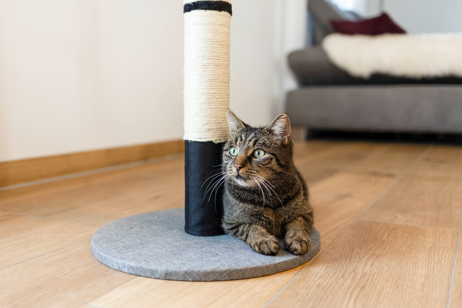 Kerbl Pet Opal Pro tiragraffi gatto sisal 80 cm con pallina