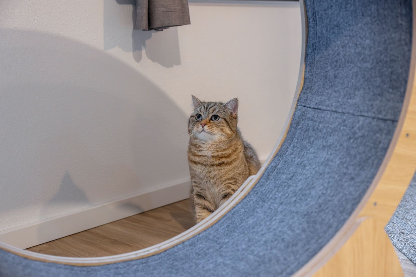 Kerbl Pet Cat Toy ruota esercizio gatto MDF 30 cm