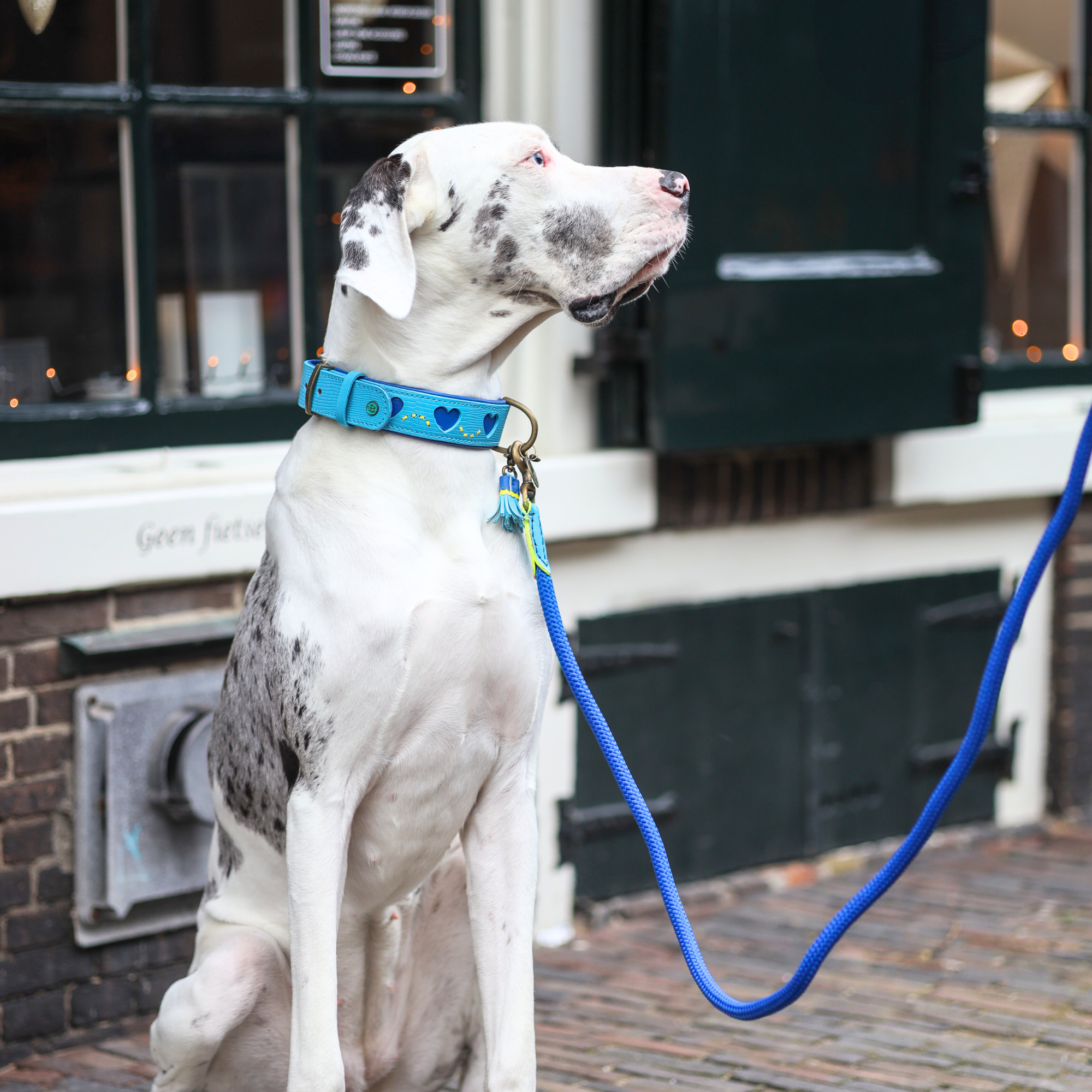 Dog with a Mission Sky L guinzaglio cane poliestere blu 165 cm