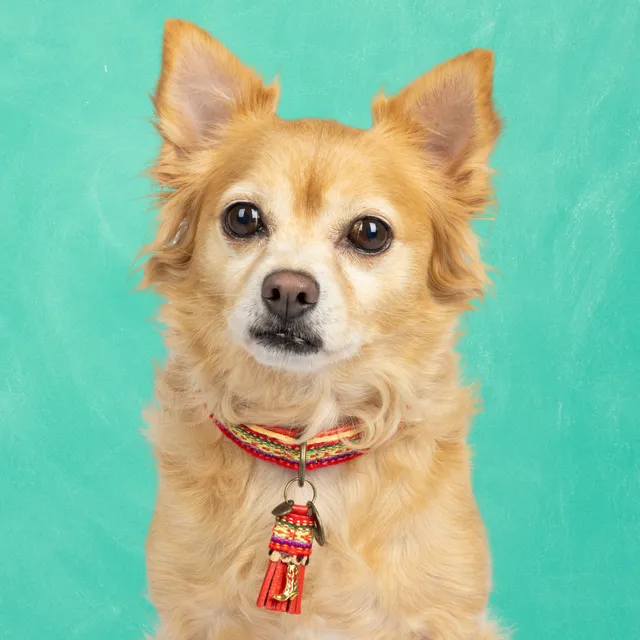 Dog with a Mission Gypsy S Collare Cane Rosso 30-33 cm