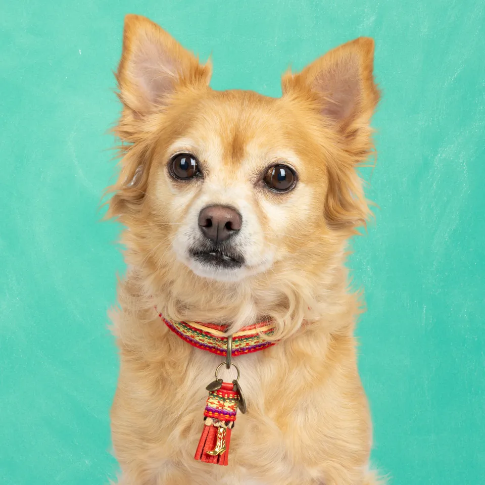 Dog with a Mission Gypsy S Collare Cane Rosso 30-33 cm