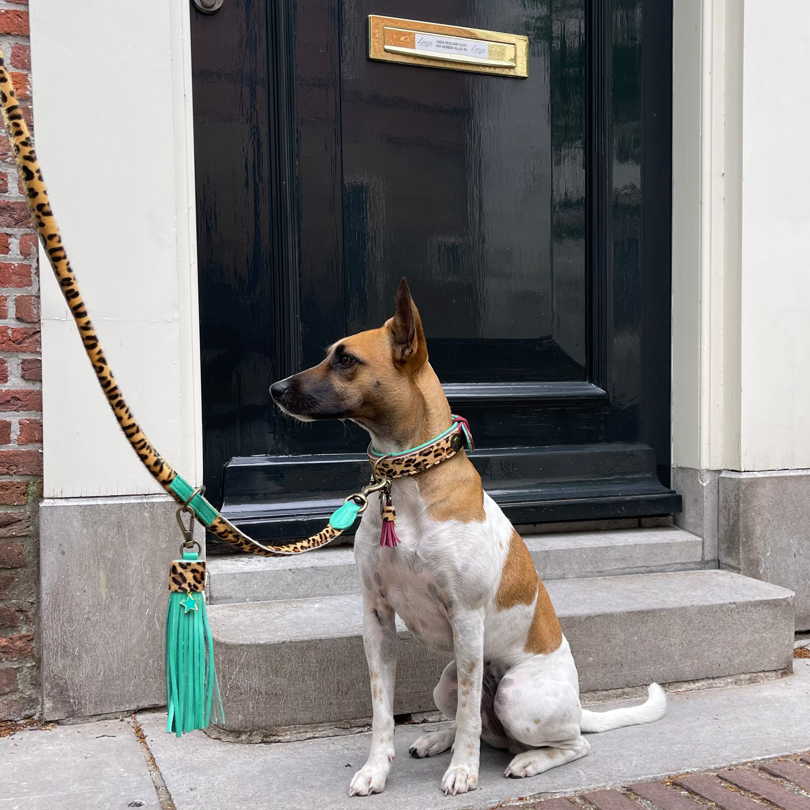 Dog with a Mission Amsterdam guinzaglio pelle S 220 cm regolabile