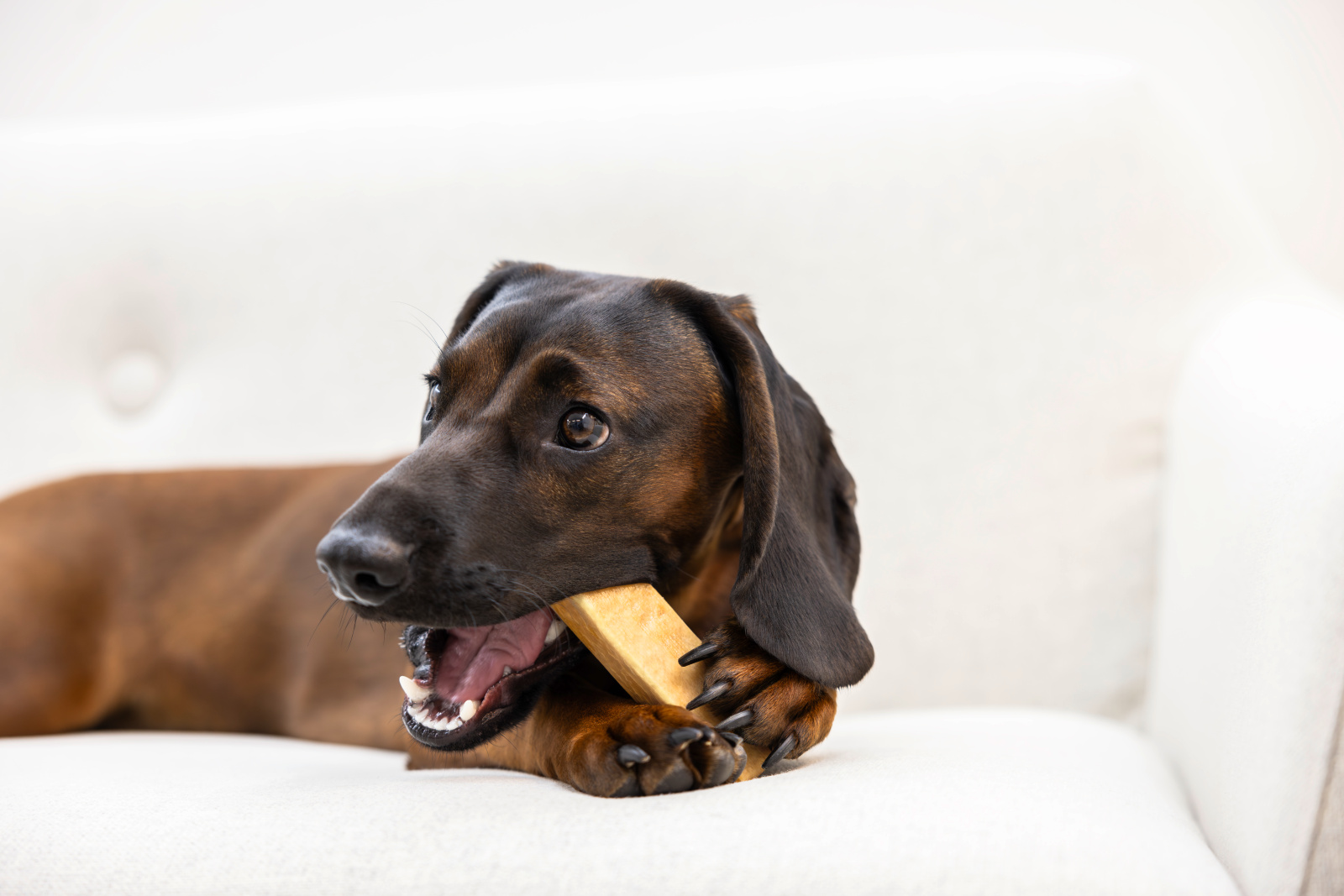 Kerbl Dog Chewing Cheese snack formaggio cane