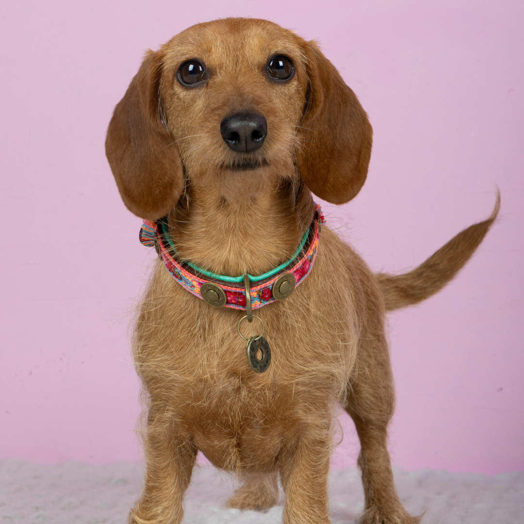 Dog with a Mission Boho Rosa collare cane XS rosa tessuto