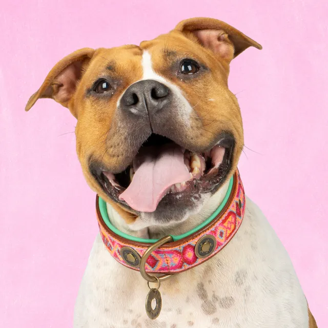 Dog with a Mission Boho Rosa collare cane pelle XL rosa 48-57 cm