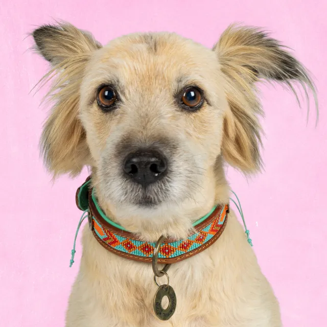 Dog with a Mission Paddy Lee collare cane M perline pelle
