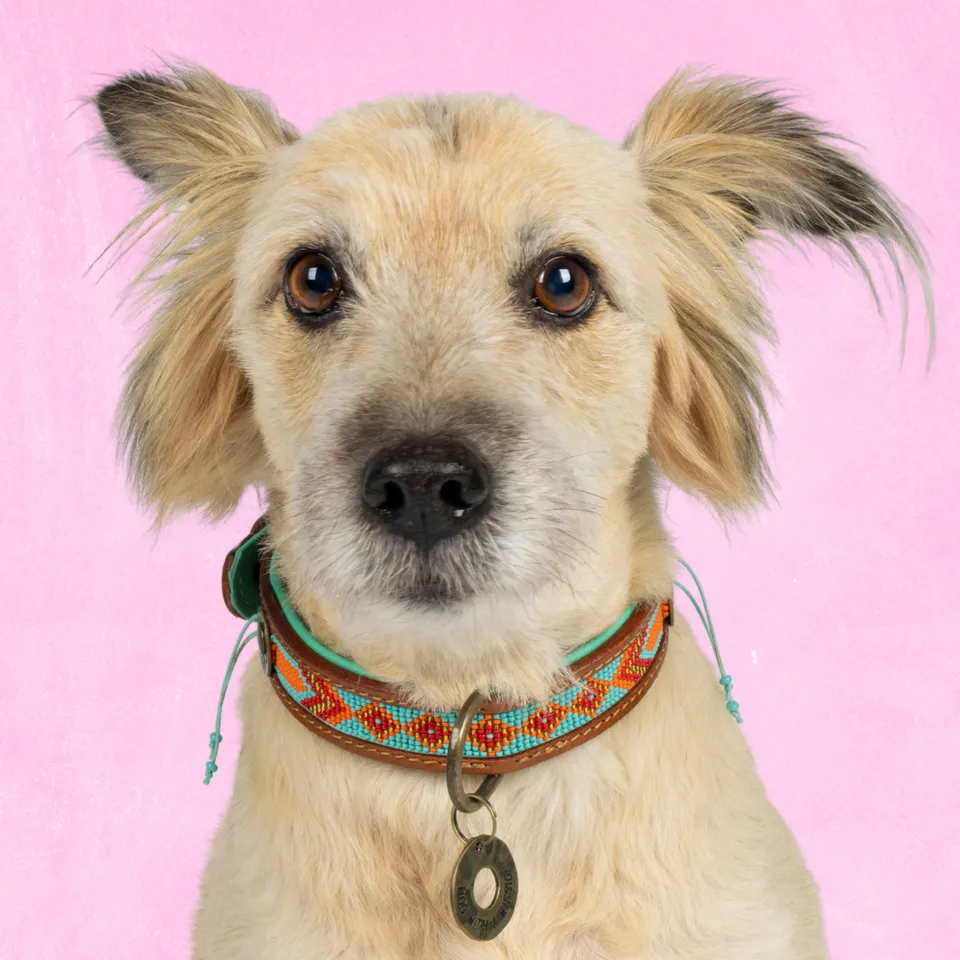 Dog with a Mission Paddy Lee collare cane M perline pelle