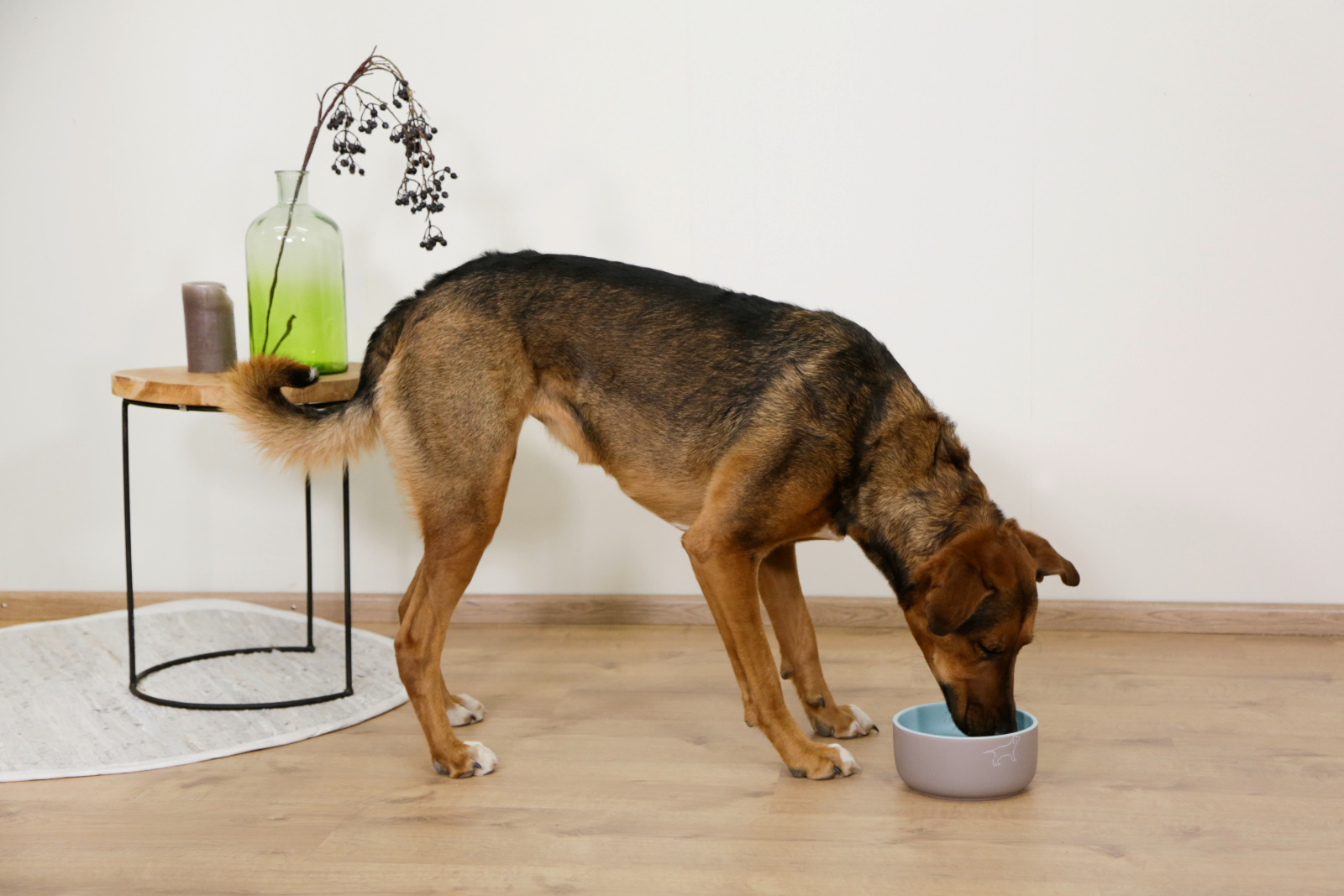 Kerbl Spirit ciotola cane ceramica smaltata con motivo
