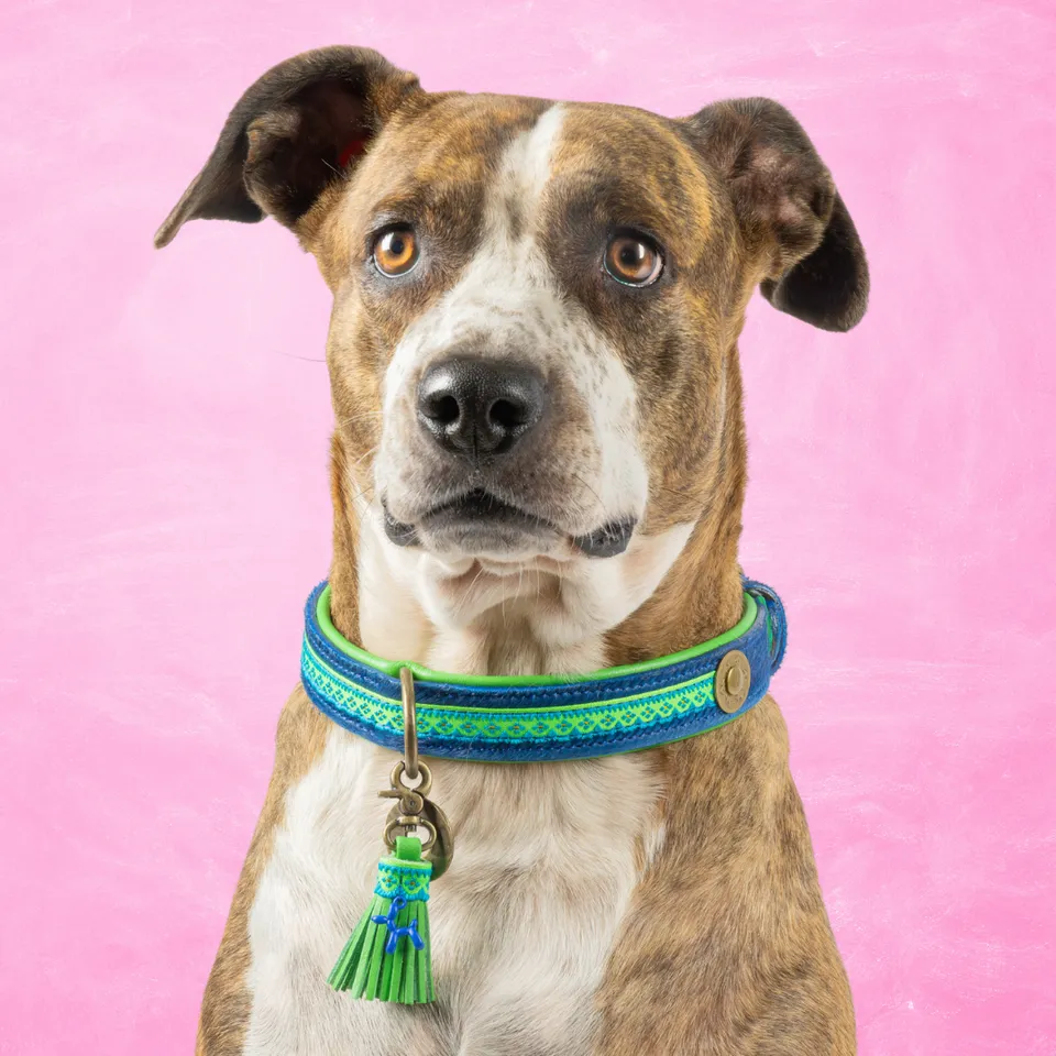 Dog with a Mission Zula collare cane M 34-39 cm pelo blu