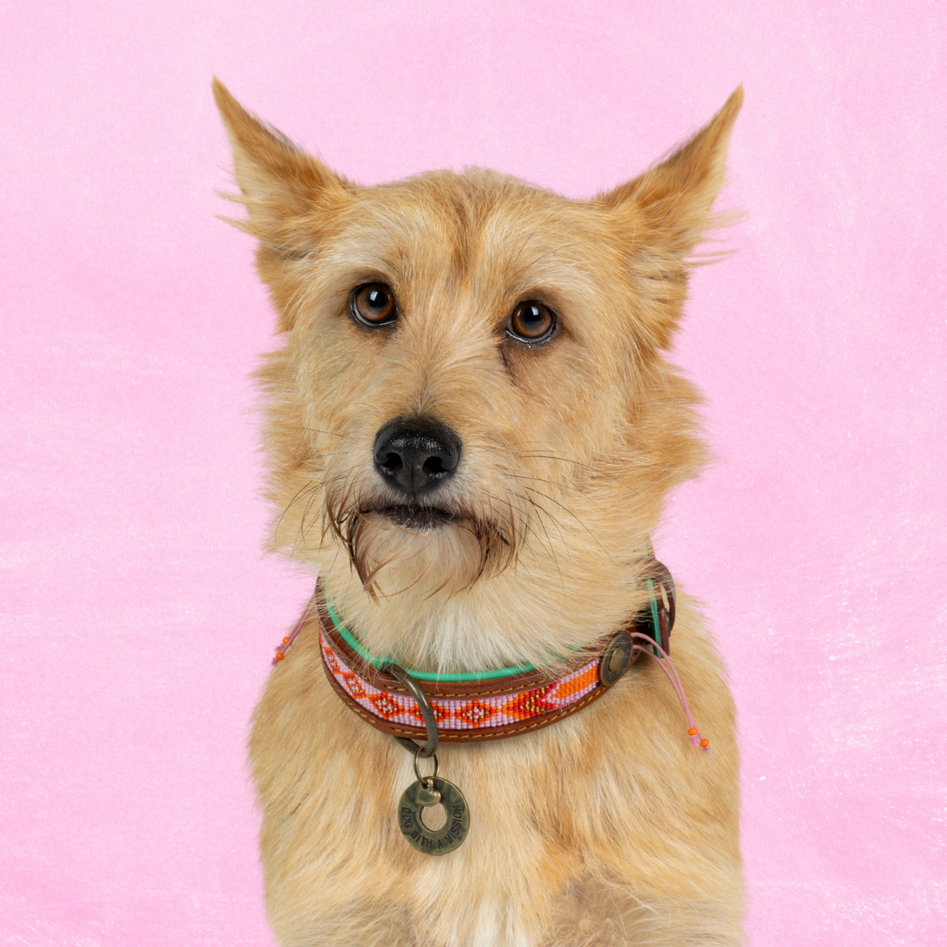 Dog with a Mission Sweet Mae Collare Cane S 30-33 cm Rosa