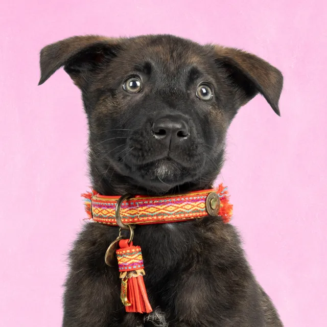 Dog with a Mission Gypsy Collare Cane XS 25-29 cm Rosso
