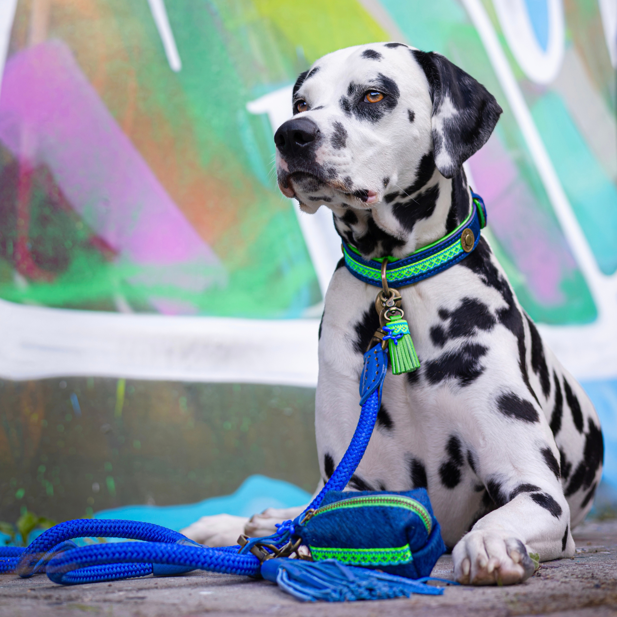 Dog with a Mission Indigo guinzaglio cane blu L 165 cm x 1,4 cm