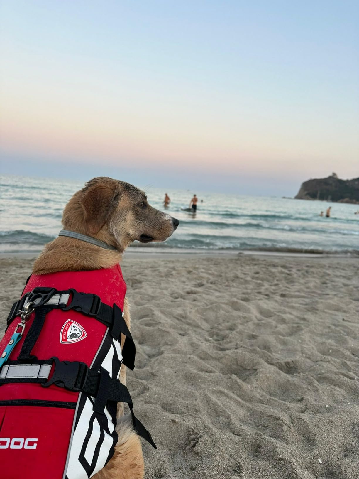 EzyDog Dog Life Jackets DFD salvagente cane L rosso