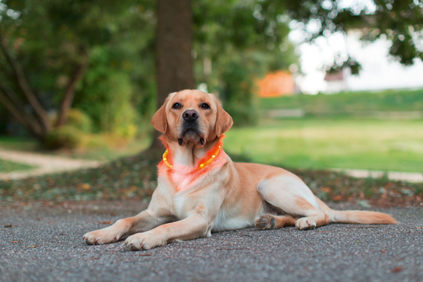 Kerbl Pet Maxi Safe LED Collar collare cane led ricaricabile USB