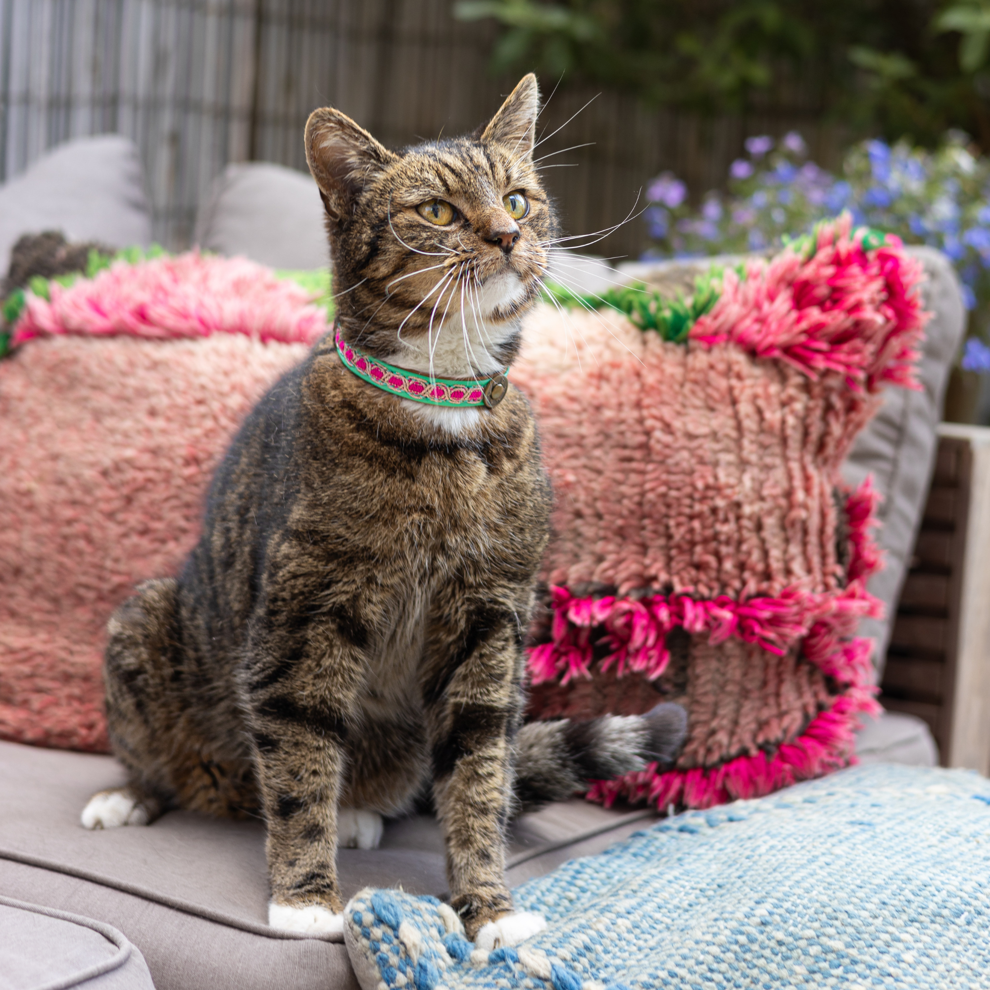 Dog with a Mission Coco collare gatto pelle turchese 22-27 cm