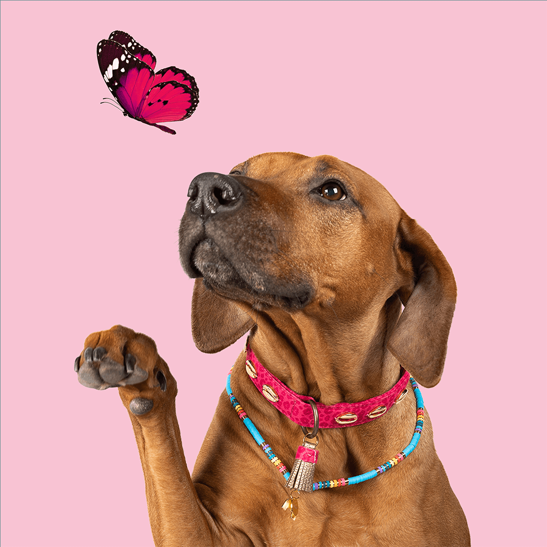 Dog with a Mission Rainbow XL collana cane arcobaleno 60 cm