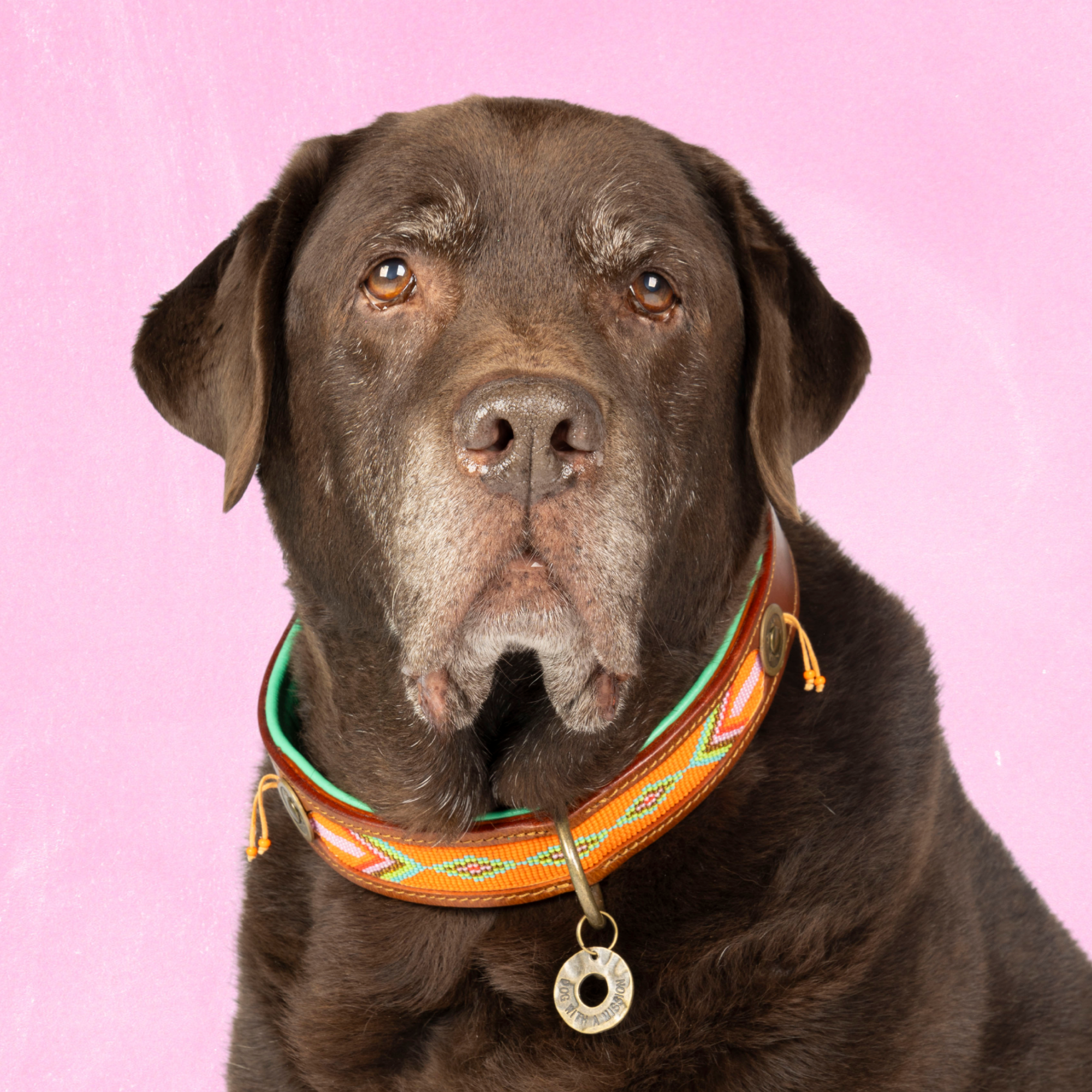 Dog with a Mission Tiger Lily collare cane XXL 58-65 cm arancio