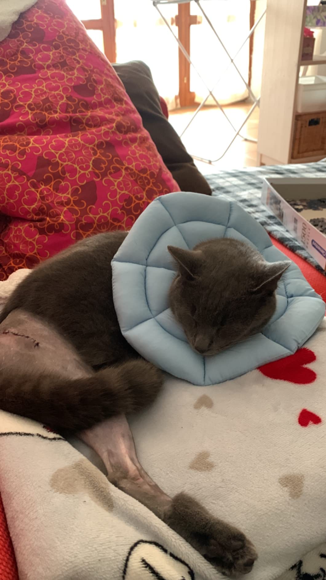 OHCOZZY Collare Elisabettiano Gatto M Azzurro Cotone