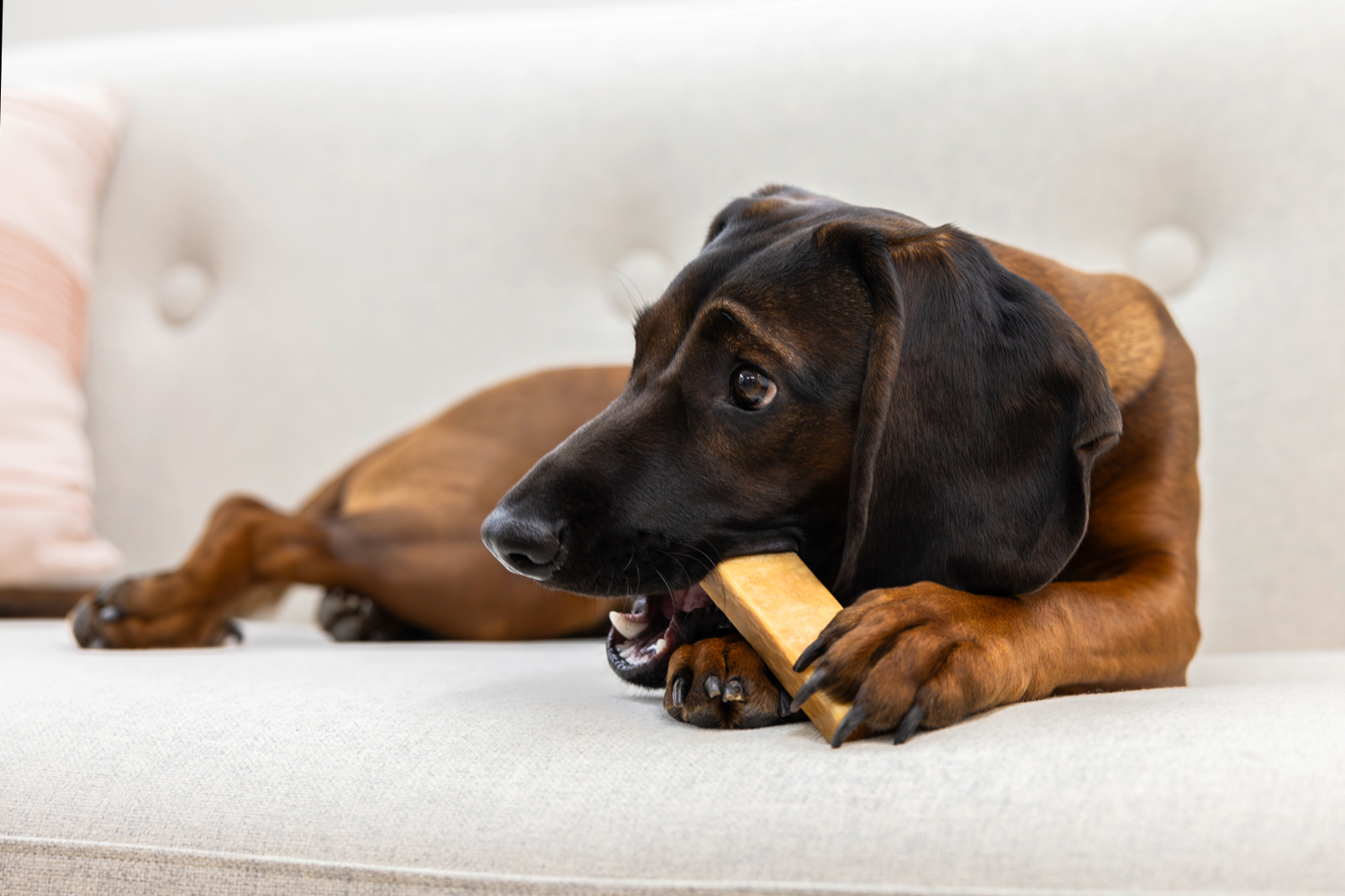 Kerbl Dog Chewing Cheese snack formaggio cane
