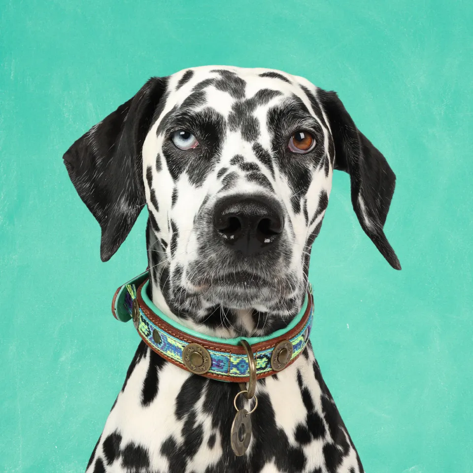 Dog with a Mission Boho Juan M collare in pelle blu 2,5 cm