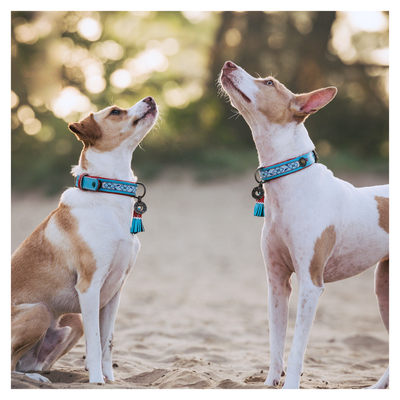 Dog with a Mission Dutchie collare pelle cane M azzurro