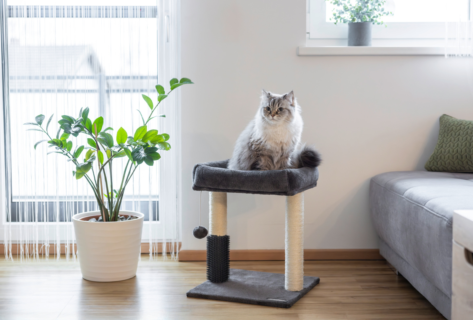 Kerbl Pet Rosi albero tiragraffi gatto con cuccia e pallina