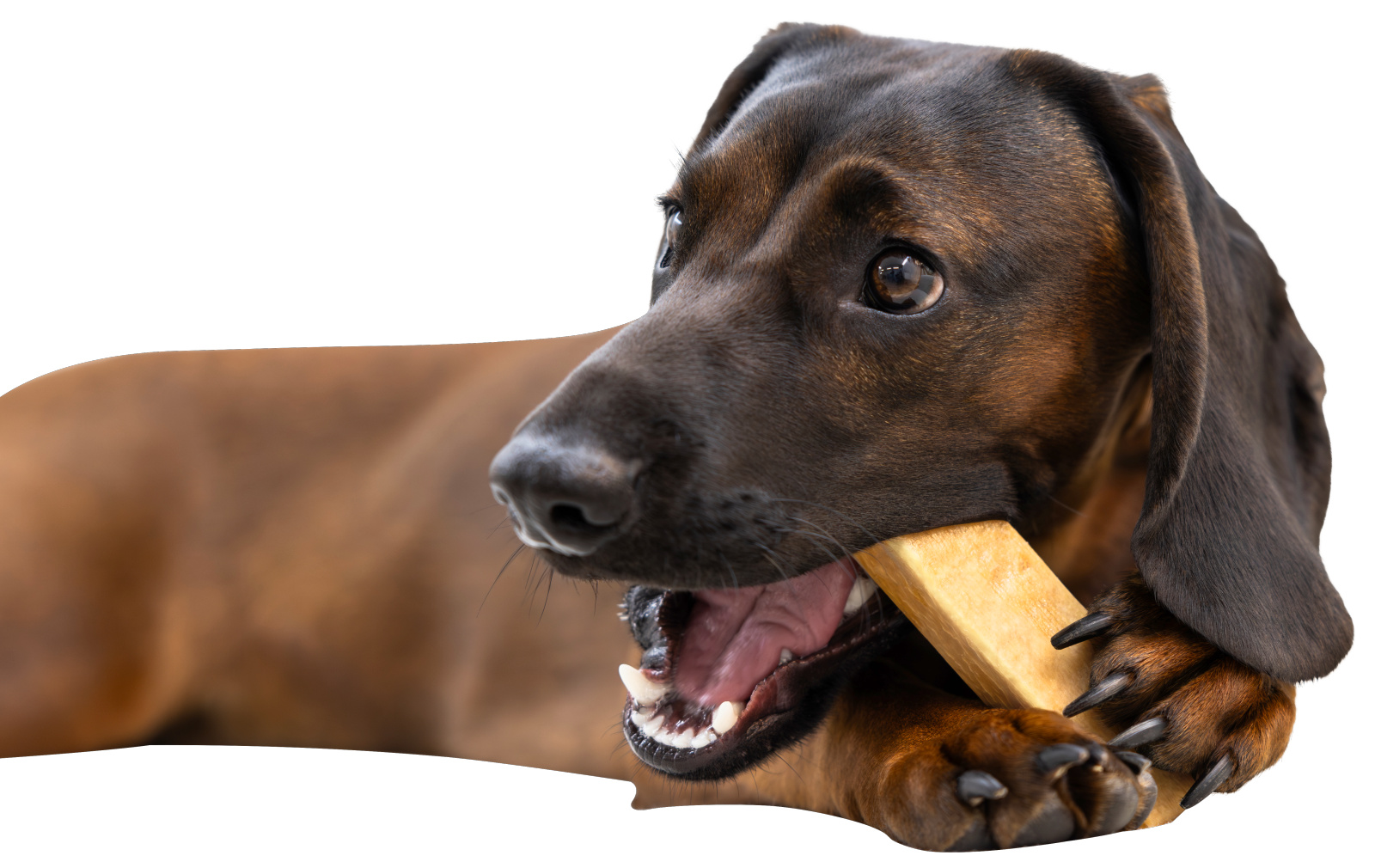 Kerbl Dog Chewing Cheese snack formaggio cane