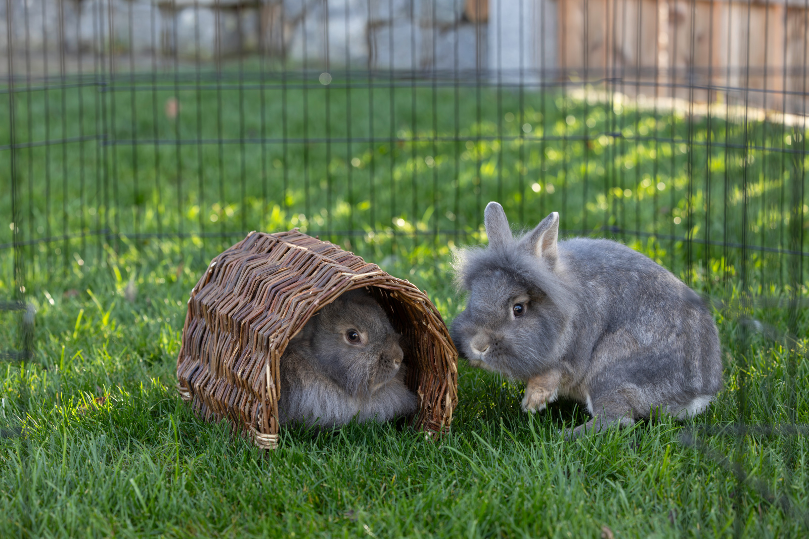 Kerbl Pet Grazing Tunnel tunnel per roditori in salice naturale