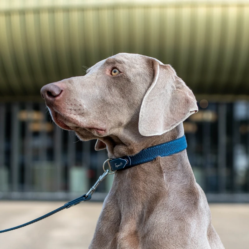 Toscani Edizioni speciali Tuareg collare per cani blu
