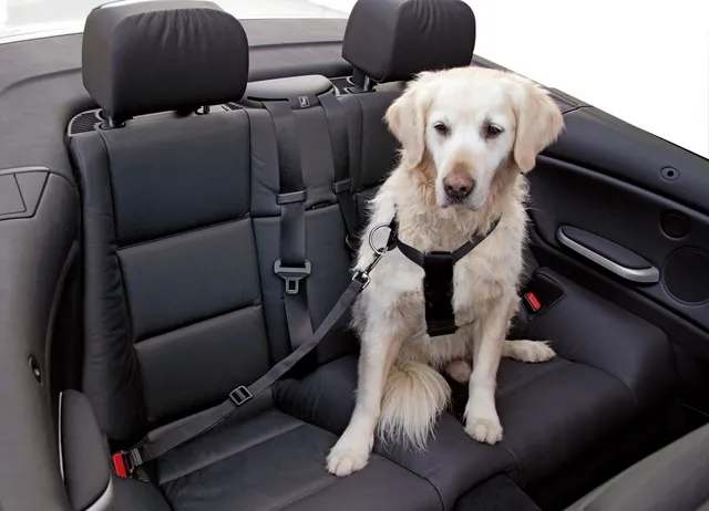 Kerbl Pet Car Dog Harness pettorina auto cani nylon