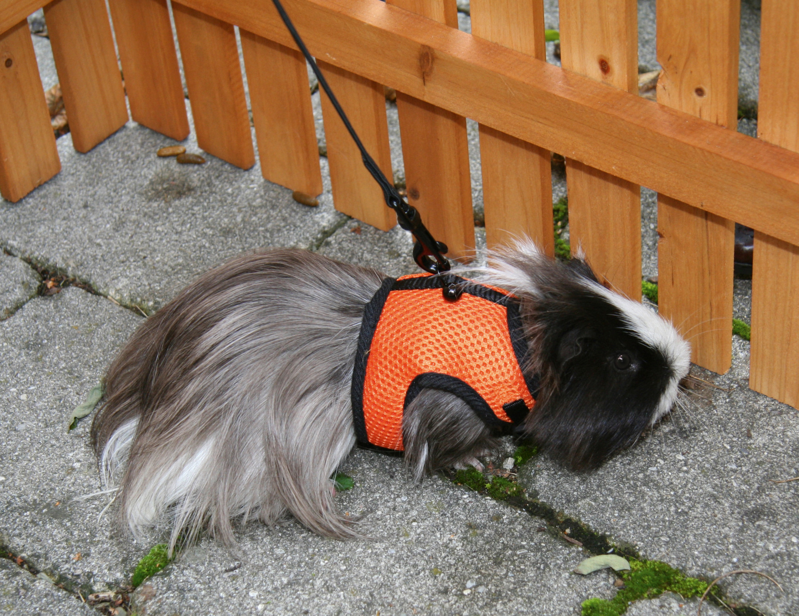 Kerbl Pet Rodent Harness Sport pettorina coniglio mesh guinzaglio