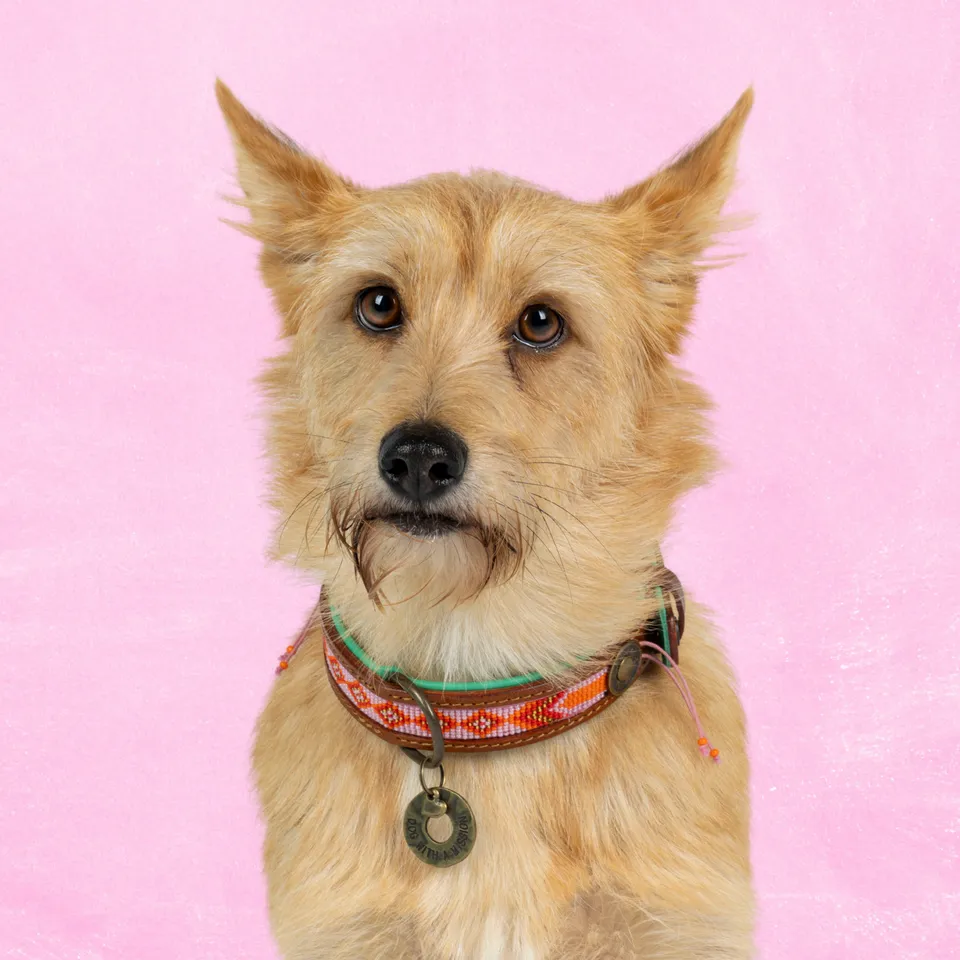 Dog with a Mission Sweet Mae Collare M 34-39 cm Perline