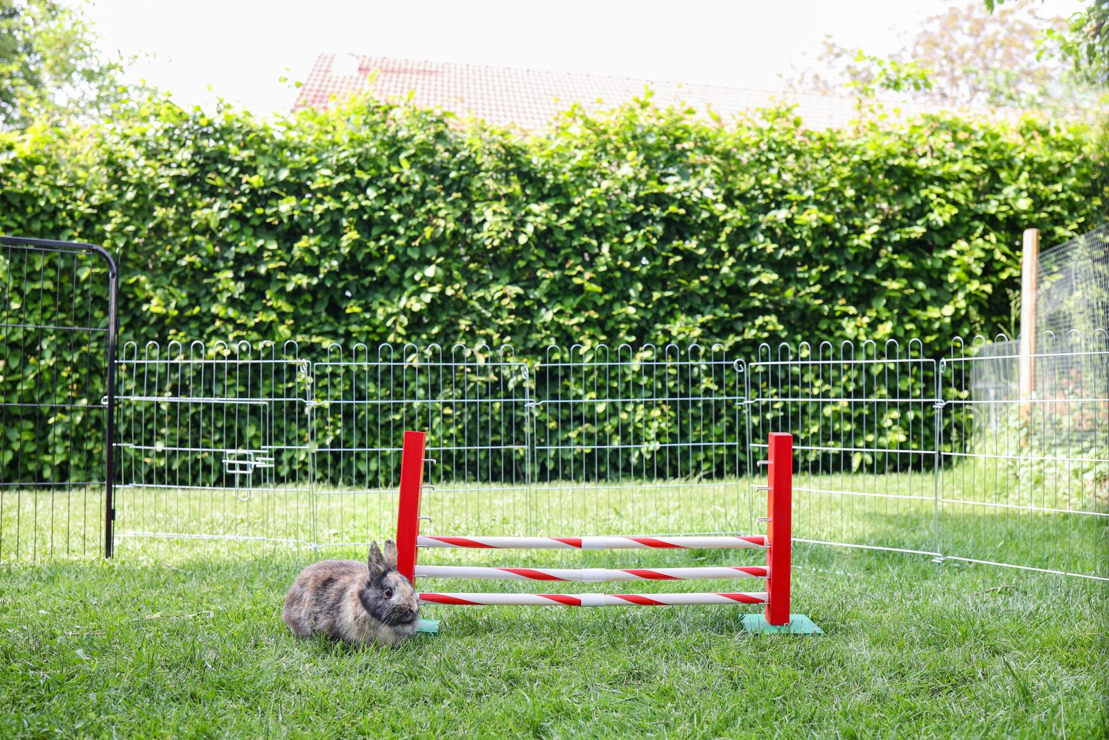 Kerbl Pet Rodent Agility Upright Jump gioco agility roditori legno