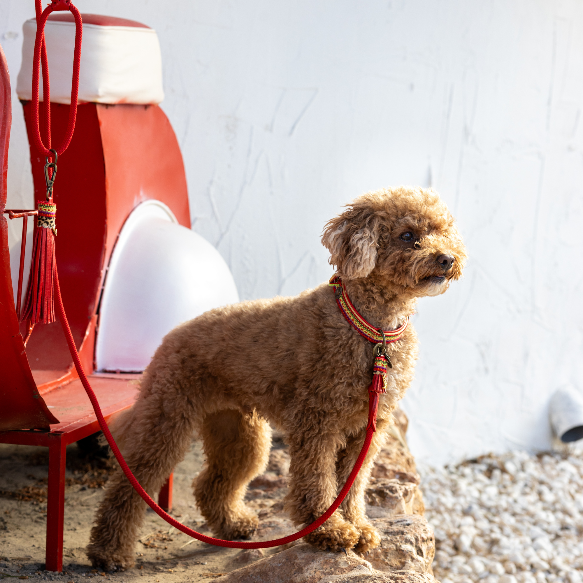 Dog with a Mission Gypsy XXS collare cane rosso 22-24 cm