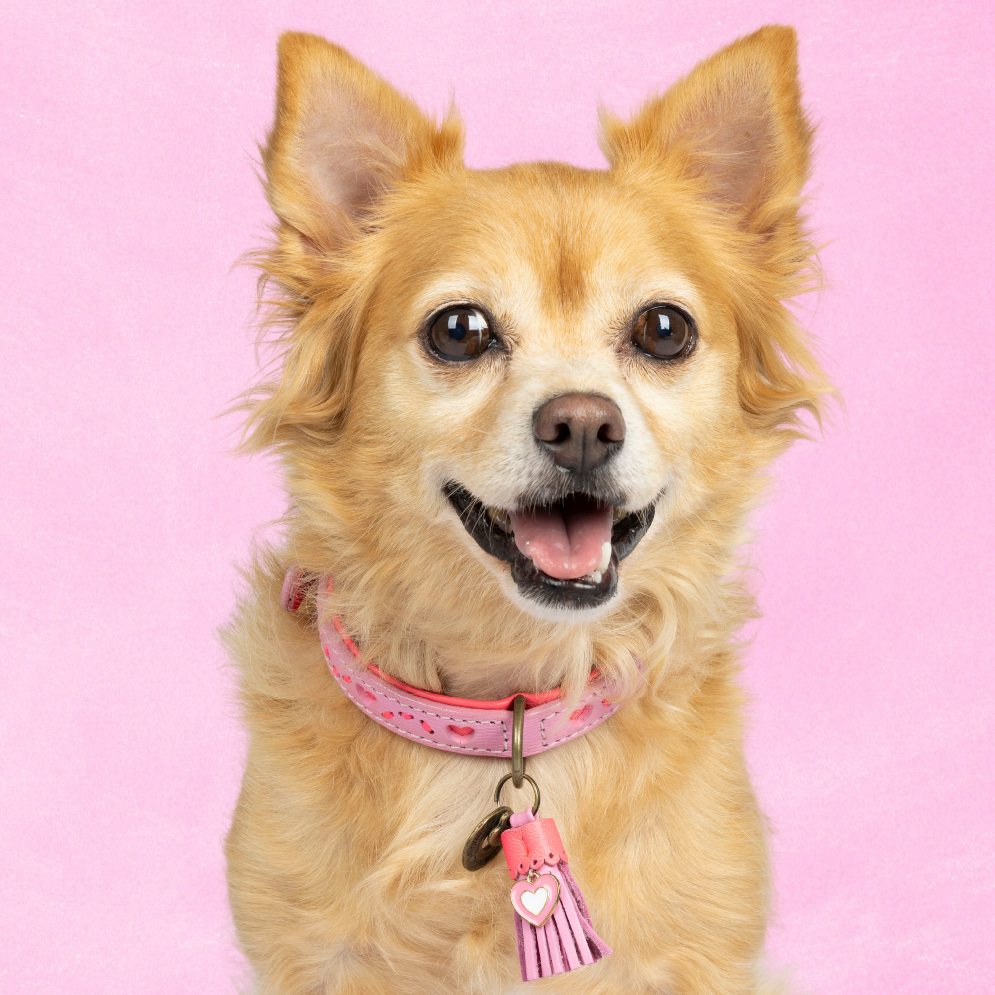 Dog with a Mission Sweety collare cane rosa cuori pelle S 30-33 cm