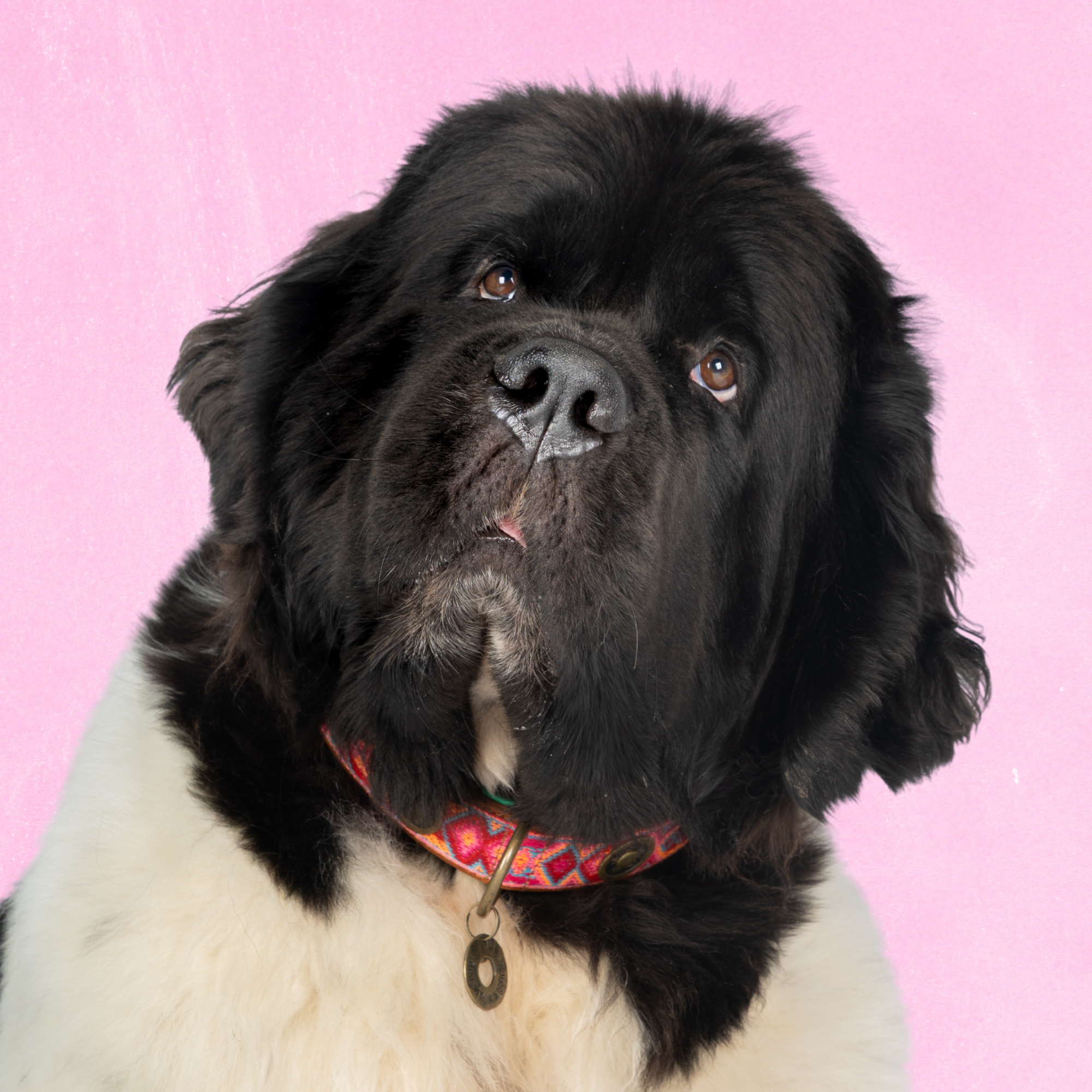 Dog with a Mission Boho Rosa Collare Cane XXL 58-65 cm