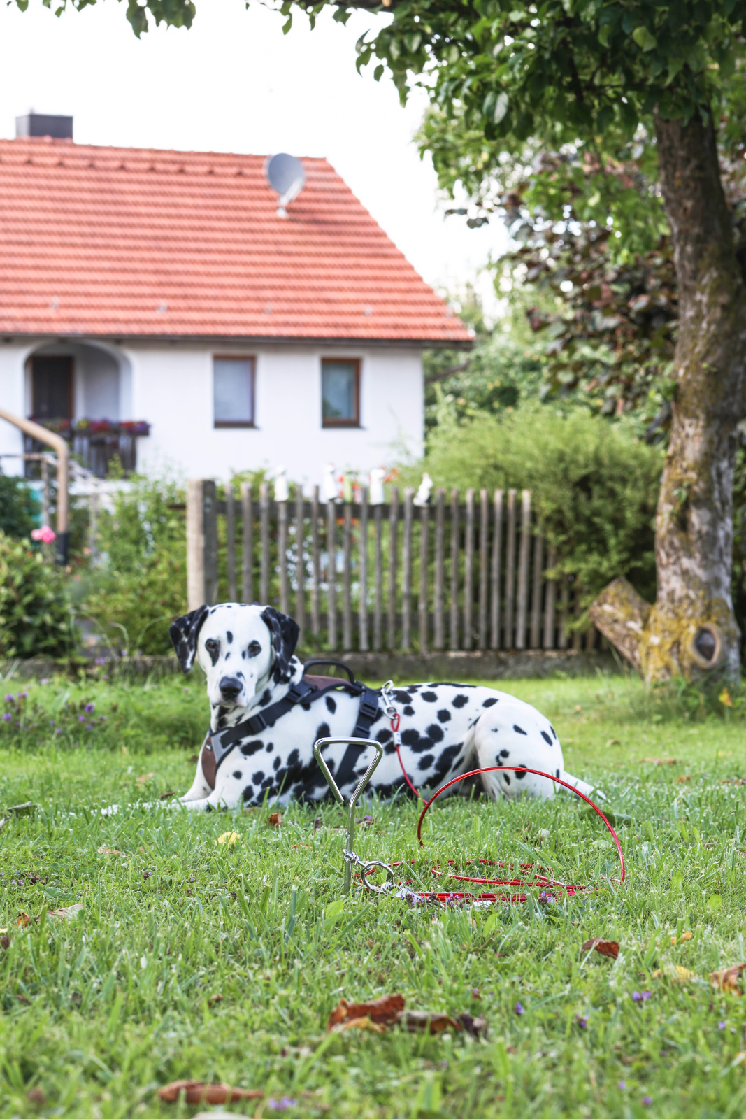 Kerbl Dog Home Paletto Spirale Cane con Cavo fino 30 Kg