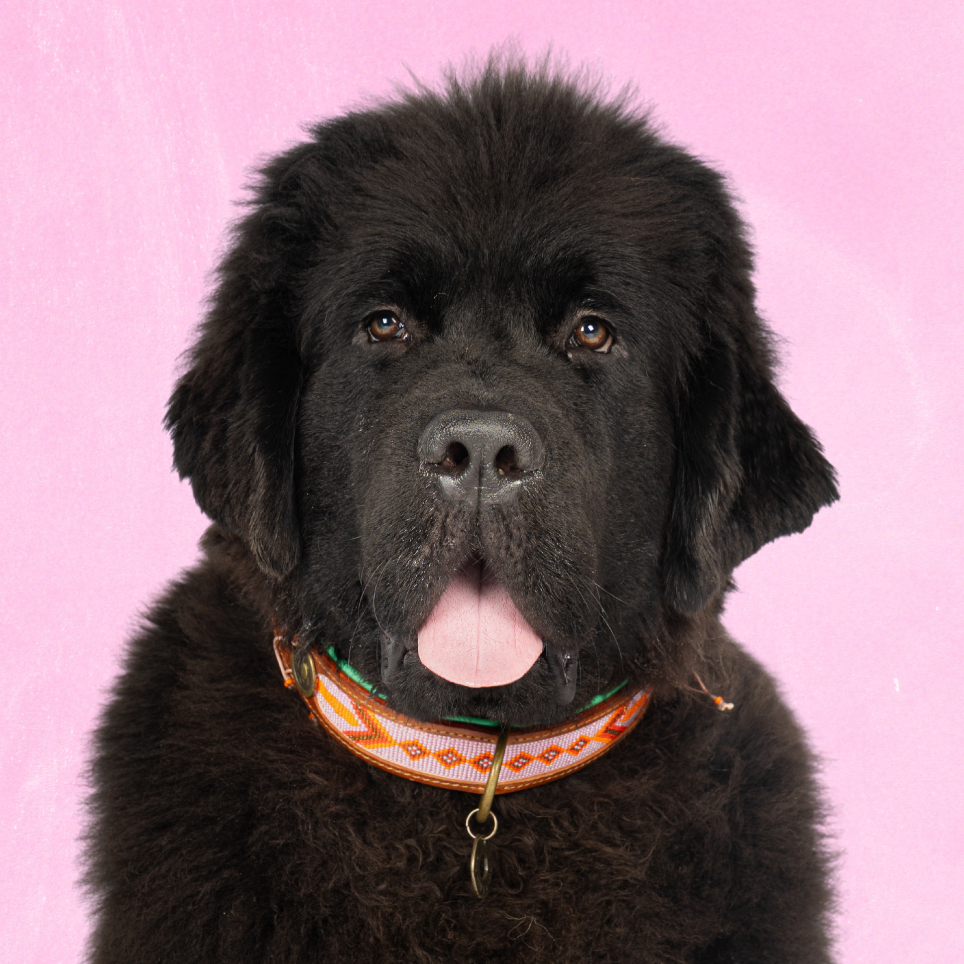 Dog with a Mission Sweet Mae Collare Cane XXL Marrone Rosa 58-65cm