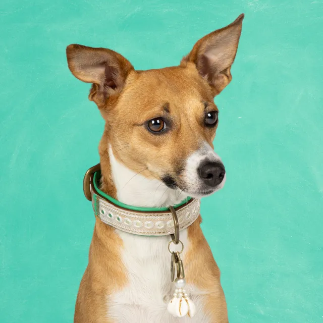 Dog with a Mission Love Story Collare Cane XXS Oro 22-24 cm