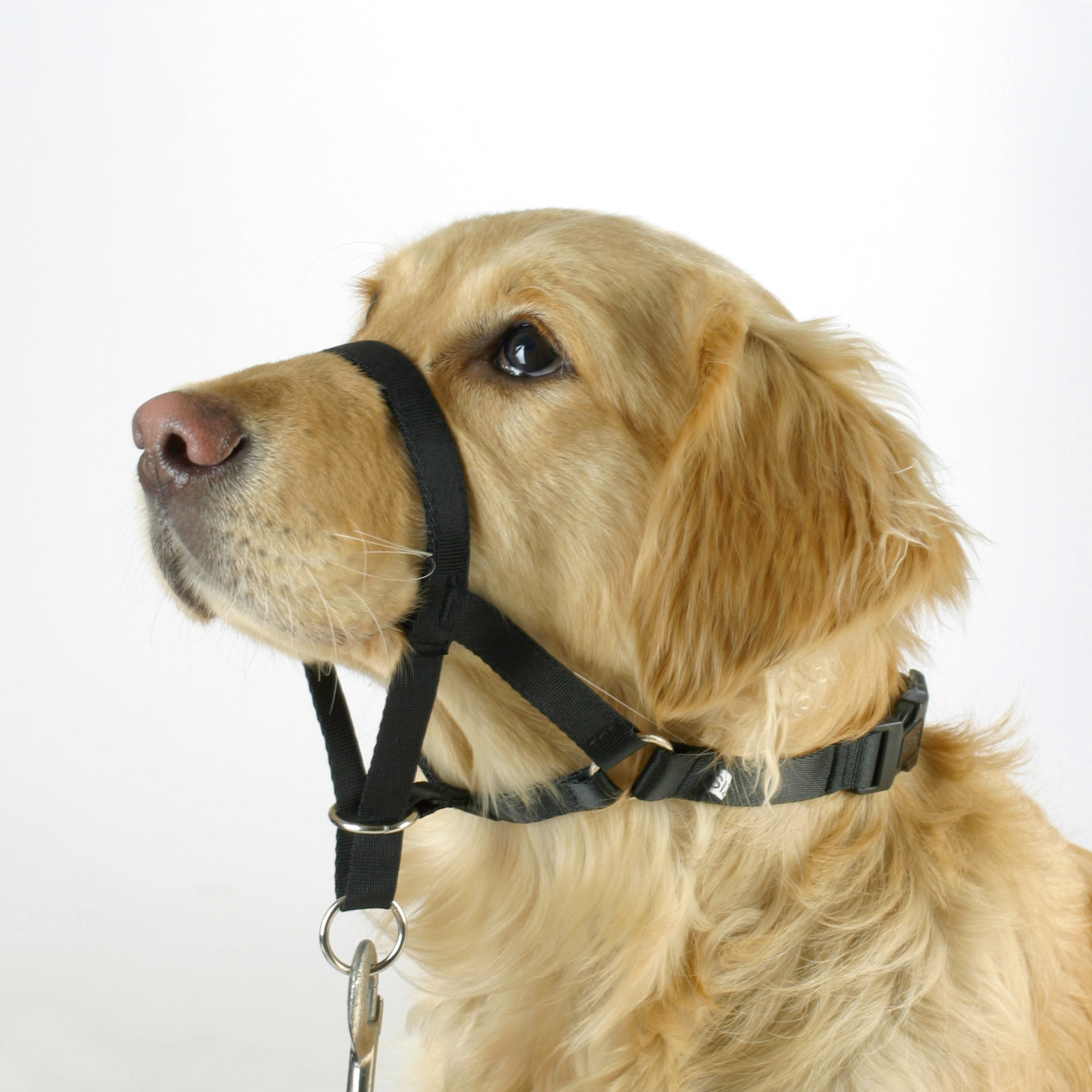 Kerbl Pet Maxi Coach pettorina addestramento cane